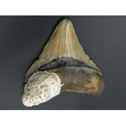 CARCHARODON MEGALODON