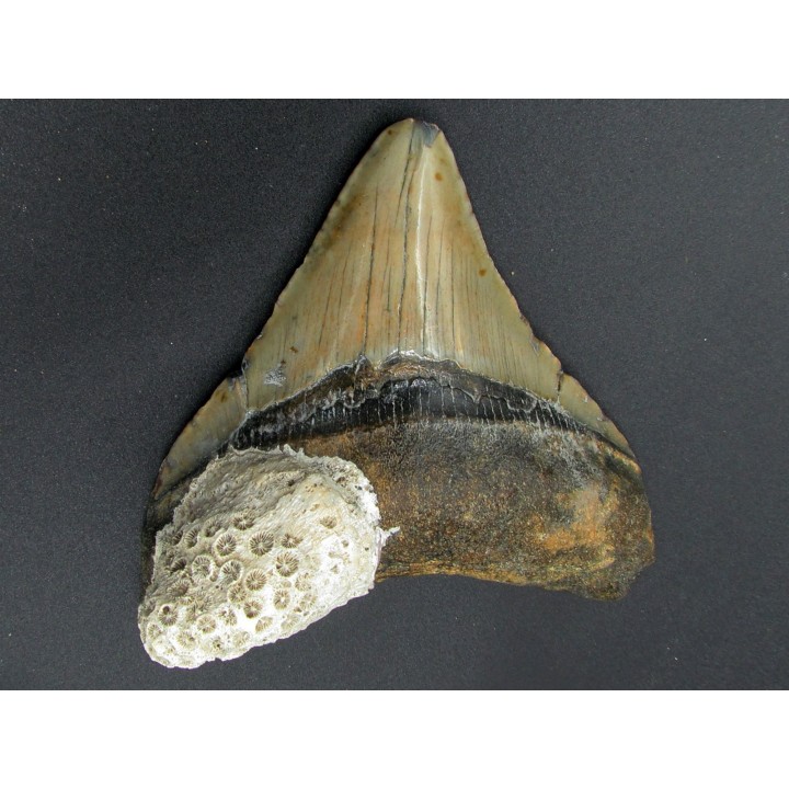 CARCHARODON MEGALODON