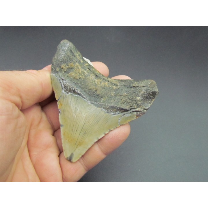 CARCHARODON MEGALODON