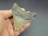 CARCHARODON MEGALODON