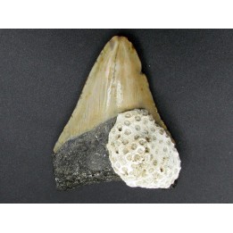 CARCHARODON MEGALODON