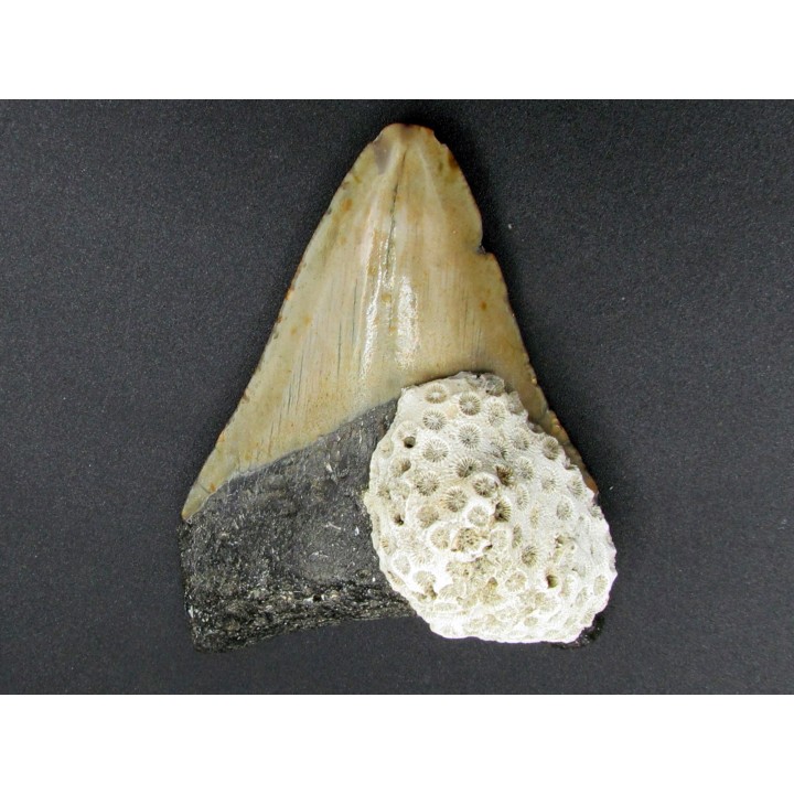 CARCHARODON MEGALODON