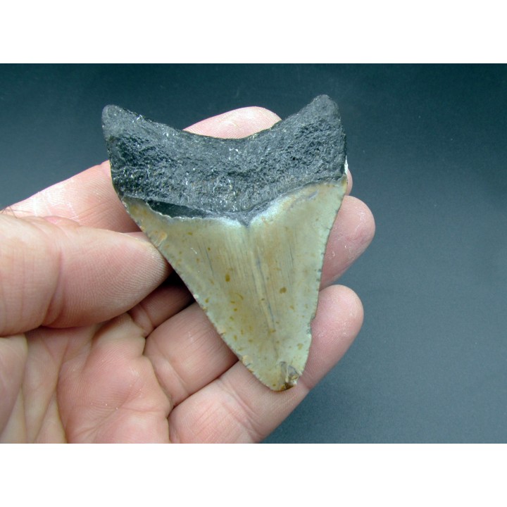 CARCHARODON MEGALODON