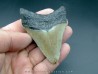 CARCHARODON MEGALODON