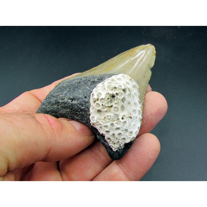 CARCHARODON MEGALODON