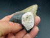 CARCHARODON MEGALODON