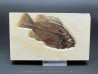 Cockerellites liops
