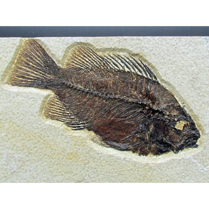 Cockerellites liops