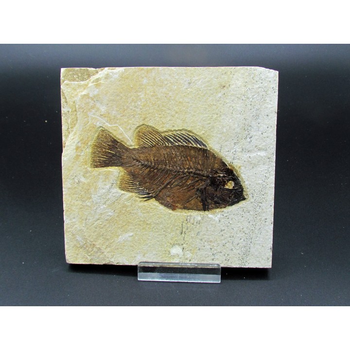 Cockerellites liops