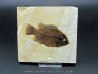 Cockerellites liops