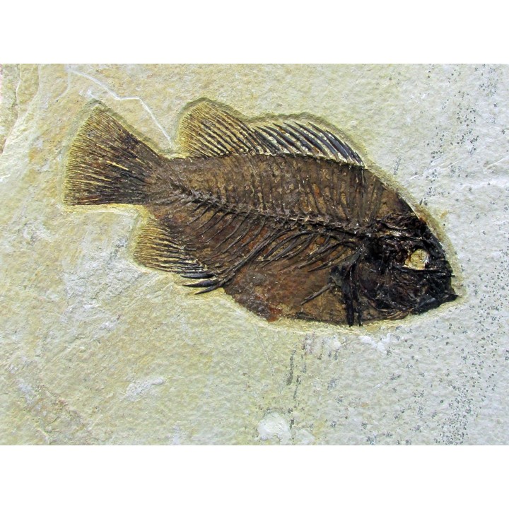 Cockerellites liops