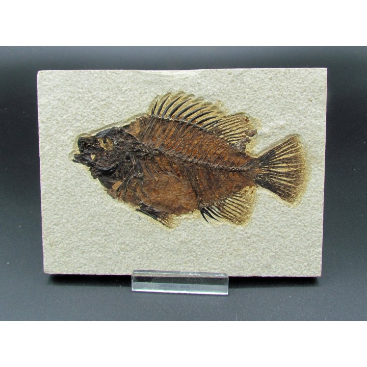 Cockerellites liops