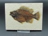 Cockerellites liops