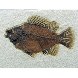 Cockerellites liops