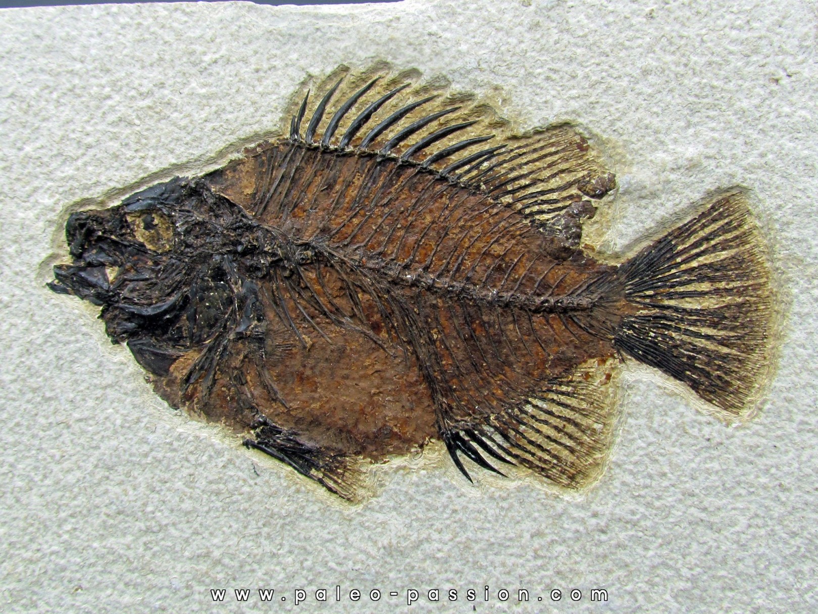 Cockerellites liops