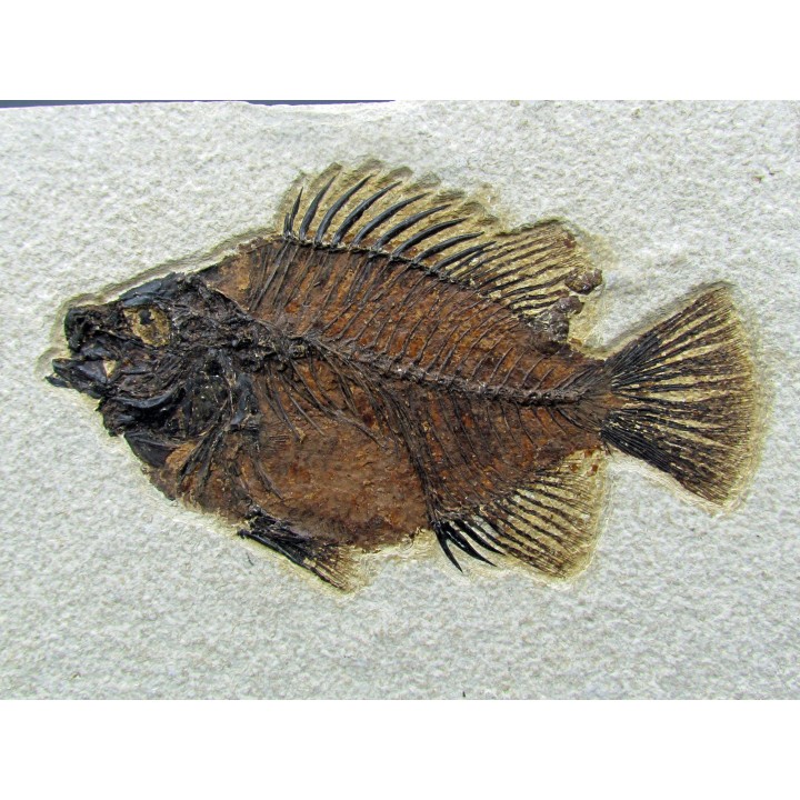 Cockerellites liops