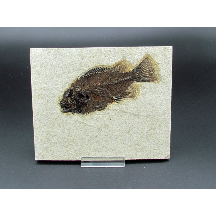 Cockerellites liops