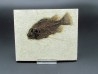 Cockerellites liops