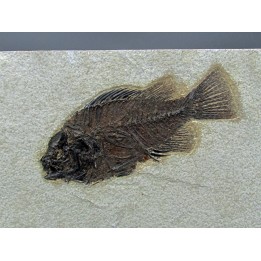 Cockerellites liops