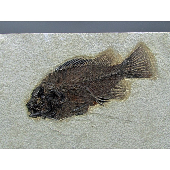 Cockerellites liops