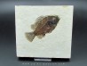 Cockerellites liops