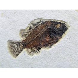 Cockerellites liops