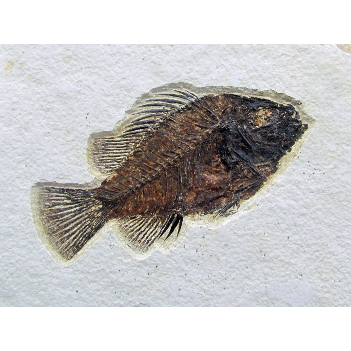 Cockerellites liops