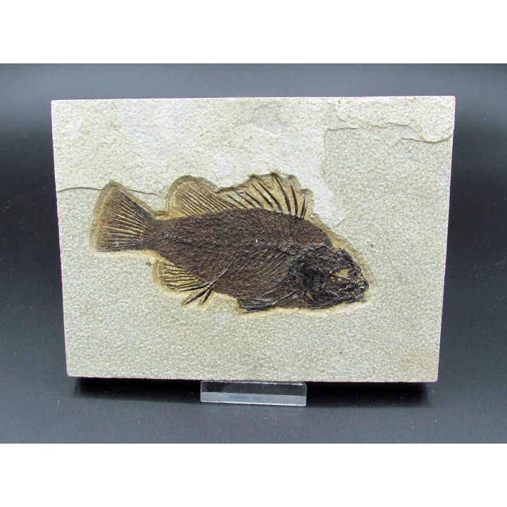 Cockerellites liops