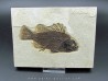 Cockerellites liops