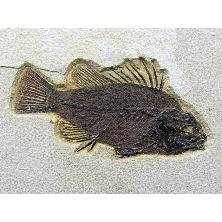 Cockerellites liops