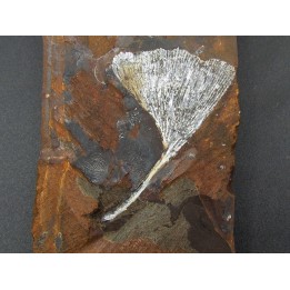 GINKGO ADIANTOIDES
