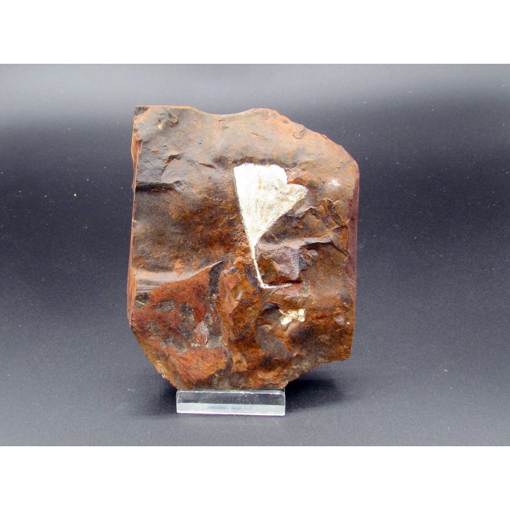 GINKGO ADIANTOIDES