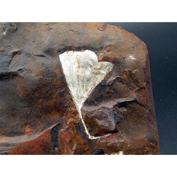GINKGO ADIANTOIDES