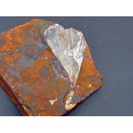 GINKGO ADIANTOIDES