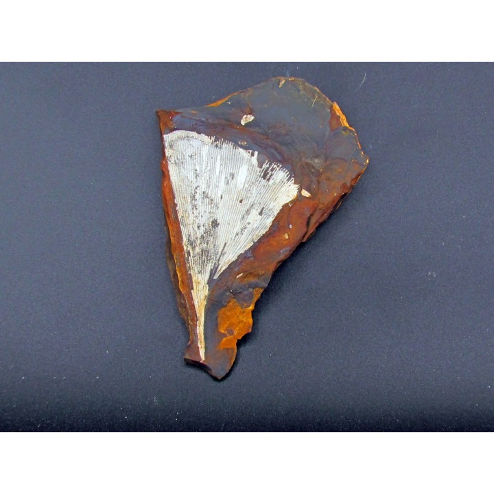 GINKGO ADIANTOIDES