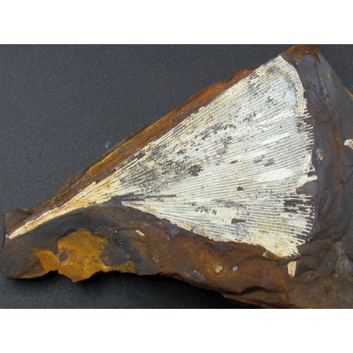 GINKGO ADIANTOIDES