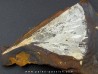 GINKGO ADIANTOIDES