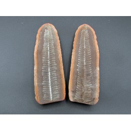 PECOPTERIS VILLOSA