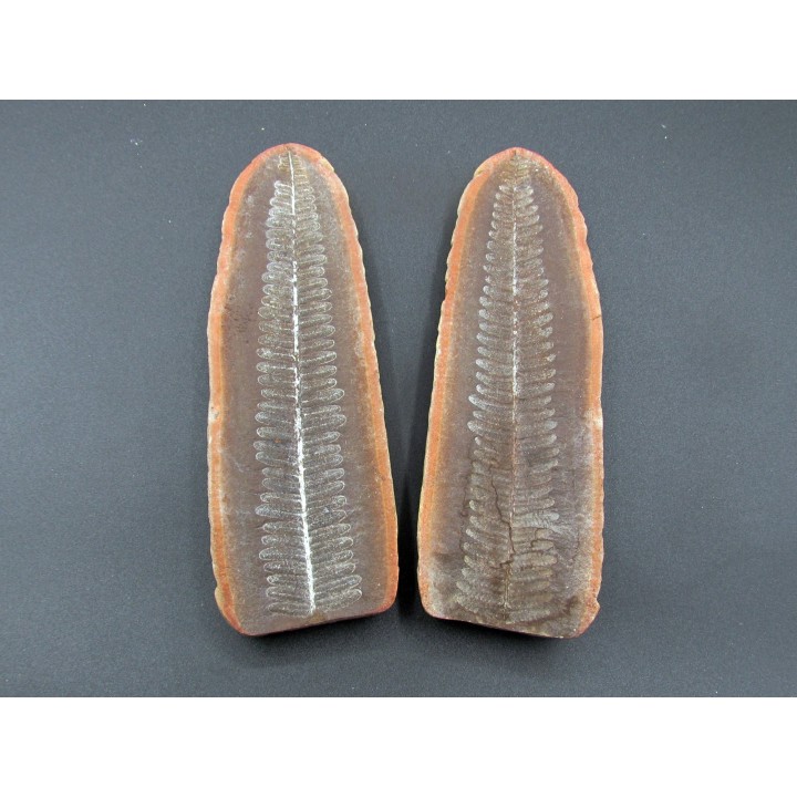 PECOPTERIS VILLOSA