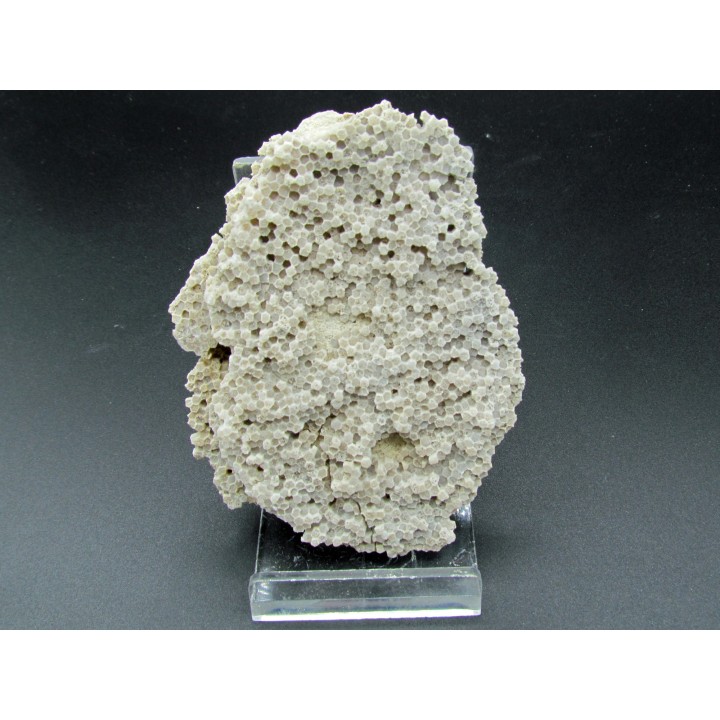 cytihexagomania defecta (2)