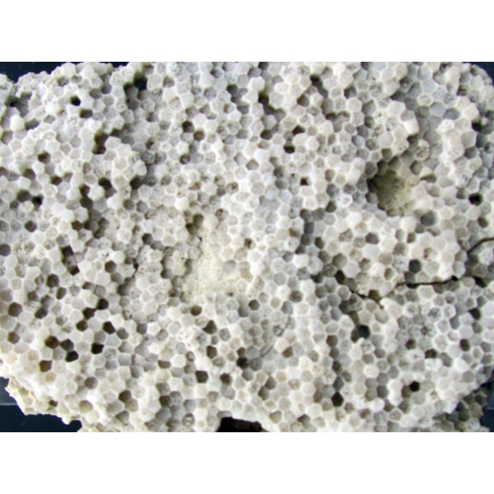 cytihexagomania defecta (2)