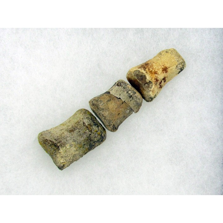 griffe de dinosaure hadrosaure : edmontosaure