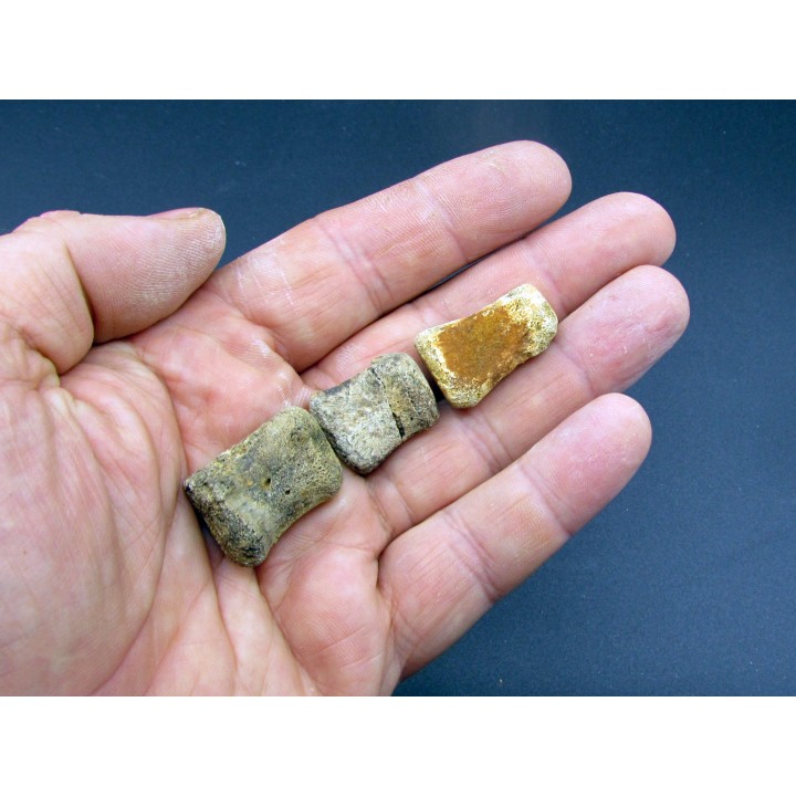 dinosaur hadrosaure : edmontosaure