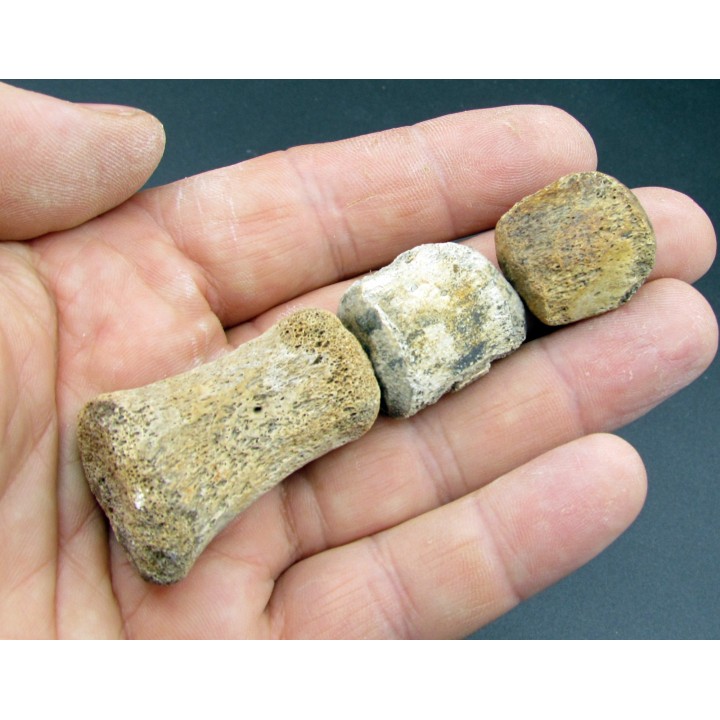 dinosaur hadrosaure : edmontosaure