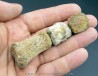 doigt de dinosaure hadrosaure : edmontosaure