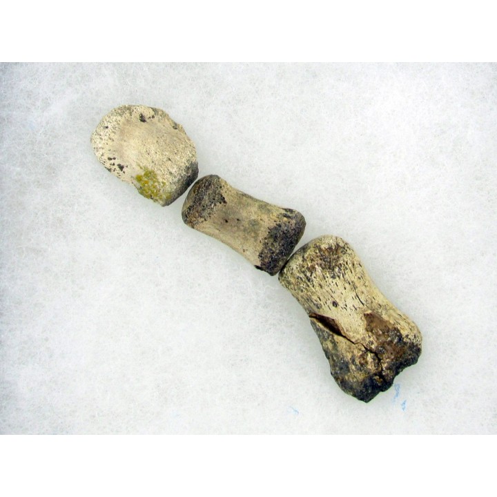 doigt de dinosaure hadrosaure : edmontosaure