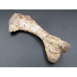 phytosaur bone