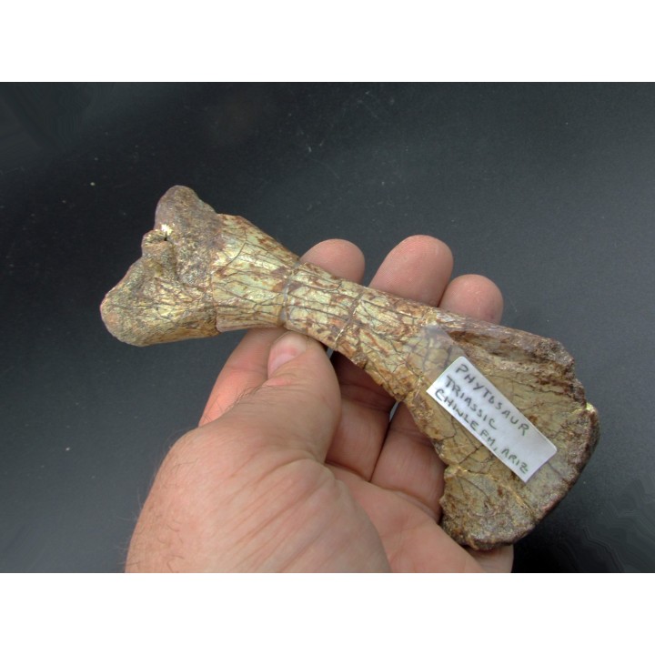phytosaur bone