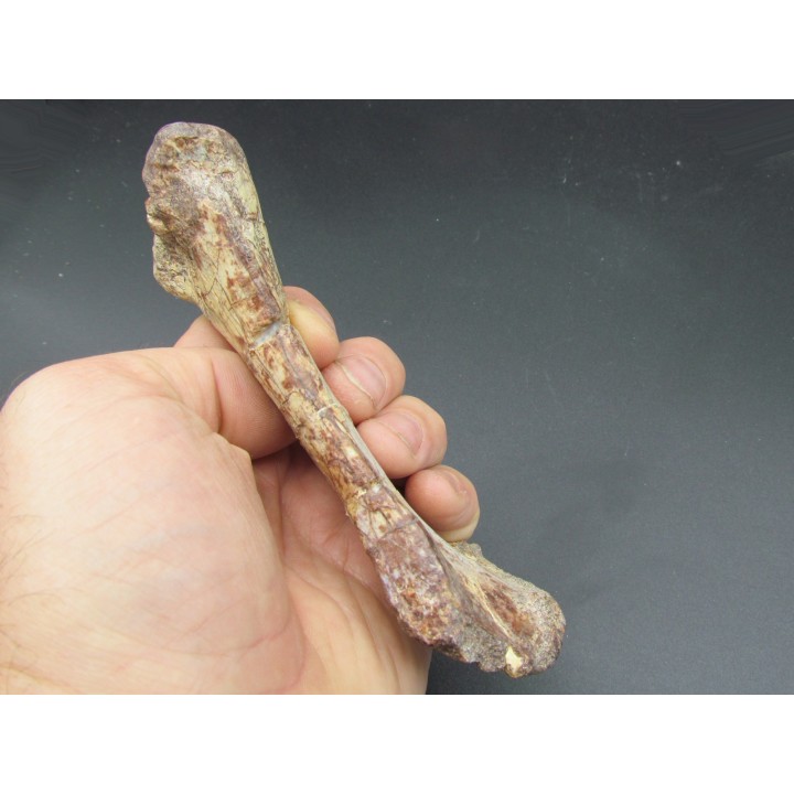 phytosaur bone