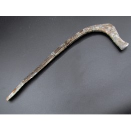cote de   hapacrosaurus sternbergeri